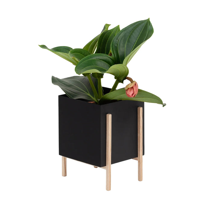 Pot