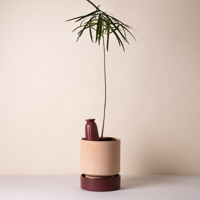 Cove Watering Tube