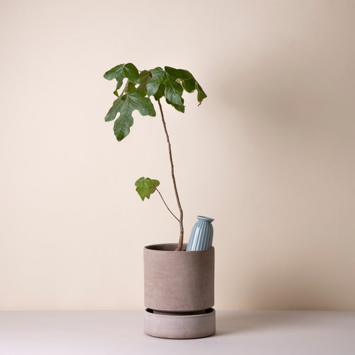 Cove Watering Tube