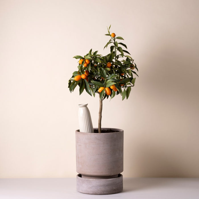 Cove Watering Tube