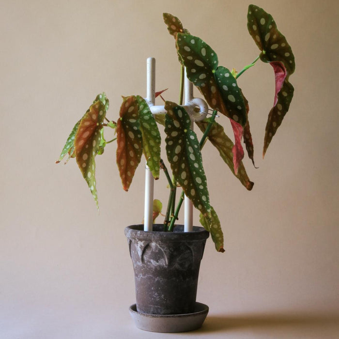 Folk Plant Stake - Hinto - Batten Home