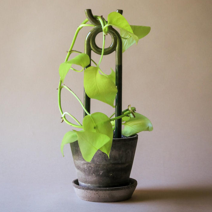 Folk Plant Stake - Oni - Batten Home