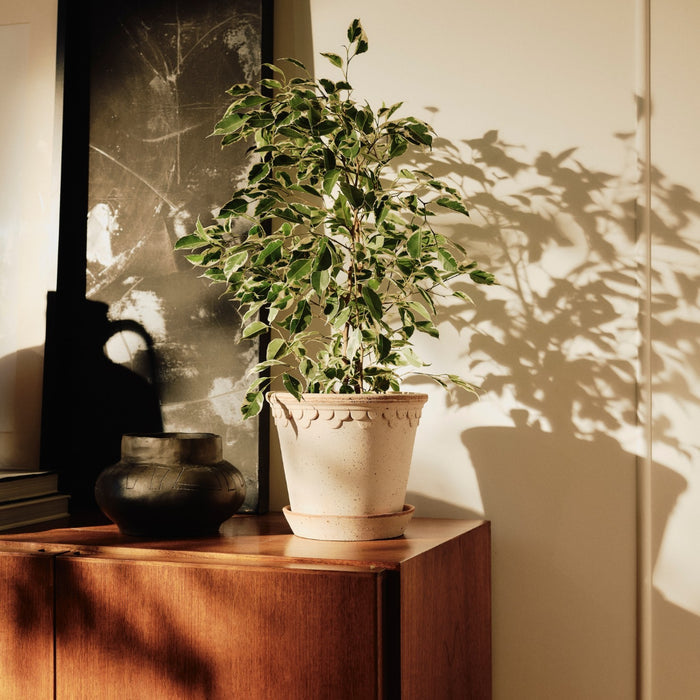 Københavner Raw Pot - Batten Home