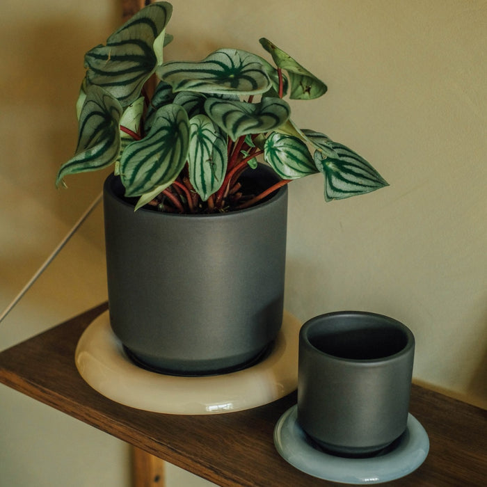 Lily Pot - Batten Home