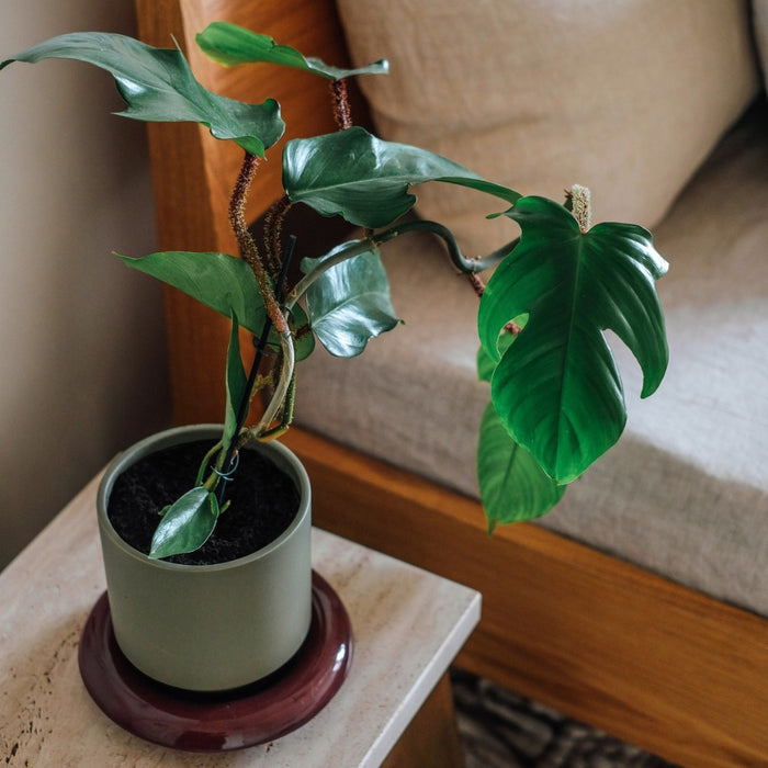 Lily Pot - Batten Home