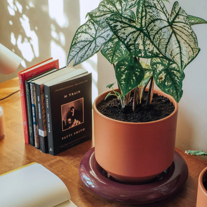 Lily Pot - Batten Home