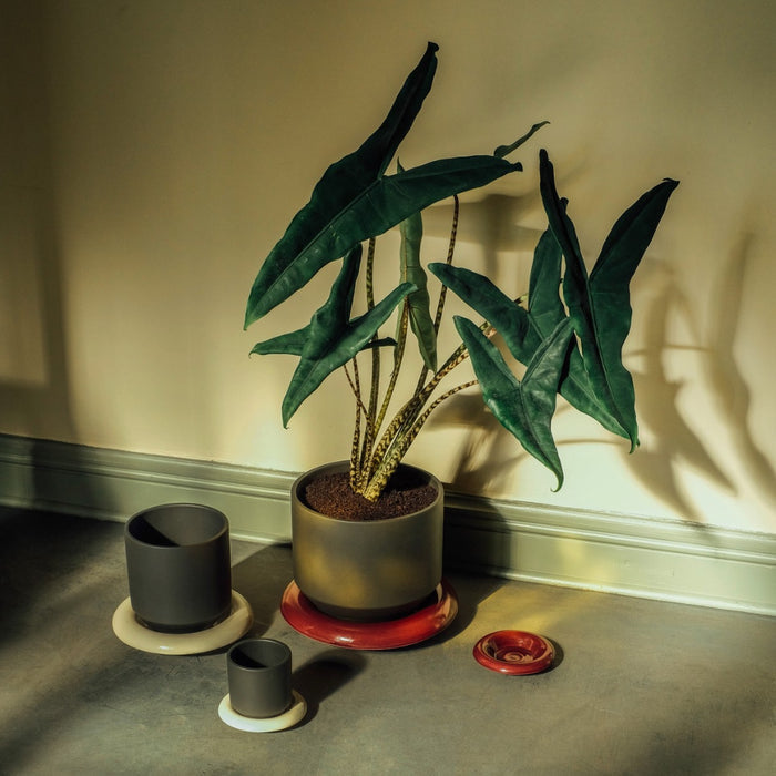 Lily Pot - Batten Home
