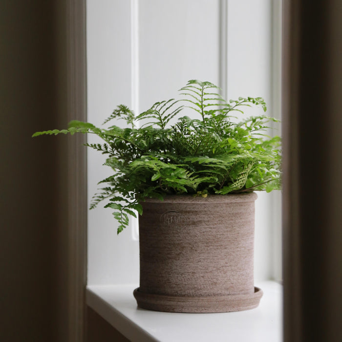 Modena Raw Pot - Batten Home