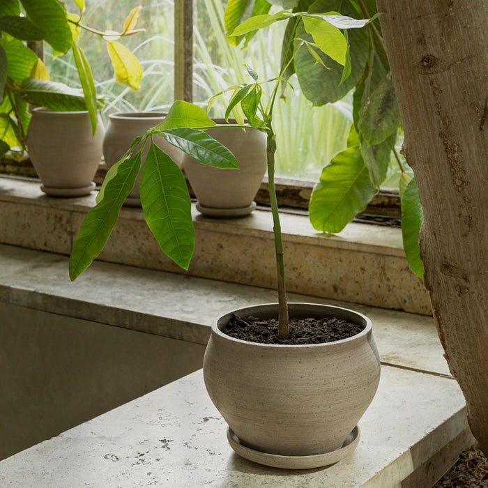 Delphi Pot