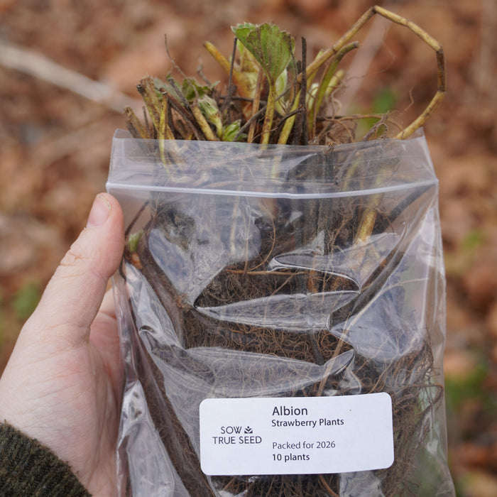 Albion Strawberry Plants - Sow True Seed