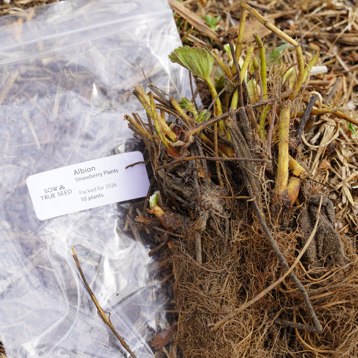 Albion Strawberry Plants - Sow True Seed