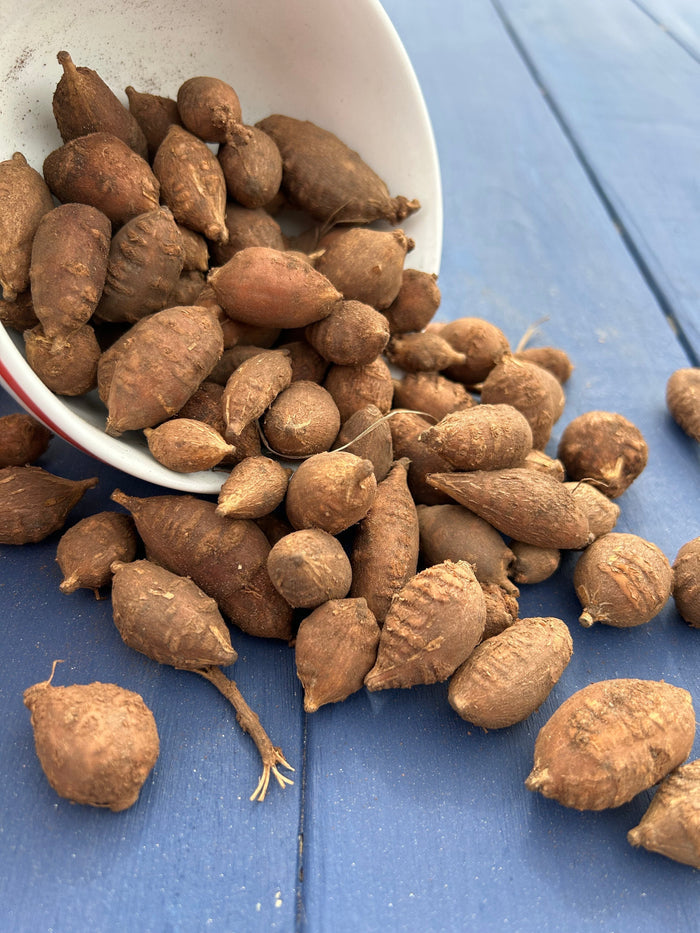 American Groundnut Tubers - Sow True Seed