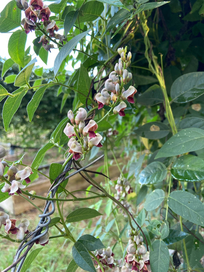 American Groundnut Tubers - Sow True Seed