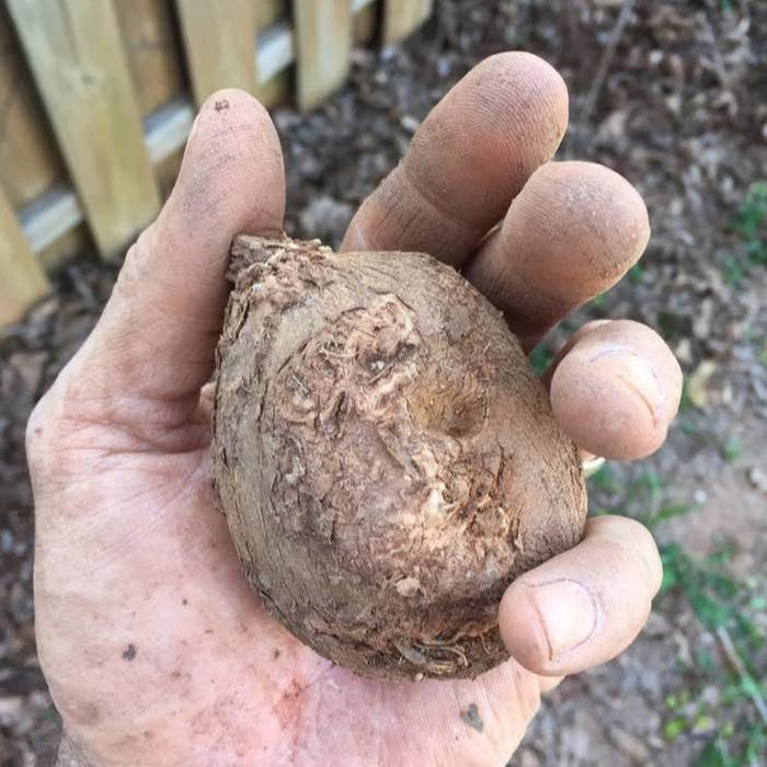 Ground Nuts - Sow True Seed