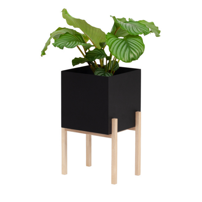 Botanic Collection - Batten Home