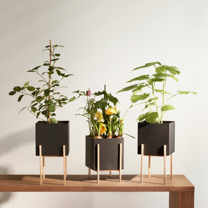Botanic Collection - Batten Home