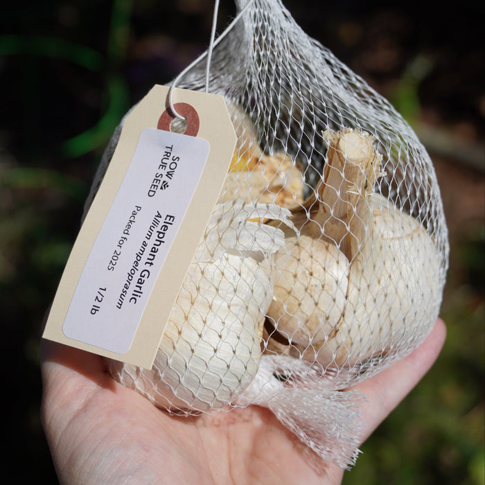Elephant Garlic - Sow True Seed
