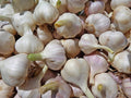 Garlic Sampler - Sow True Seed