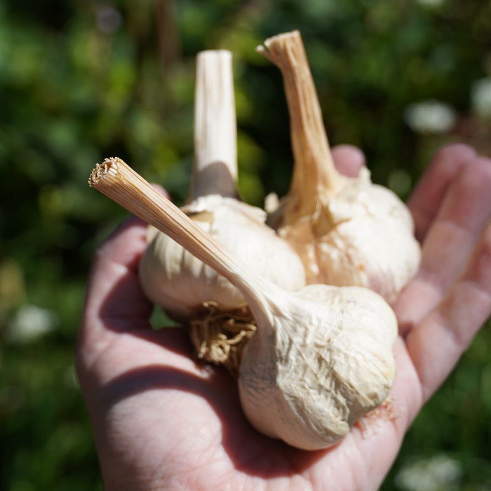 Inchelium Red Softneck Garlic - Sow True Seed
