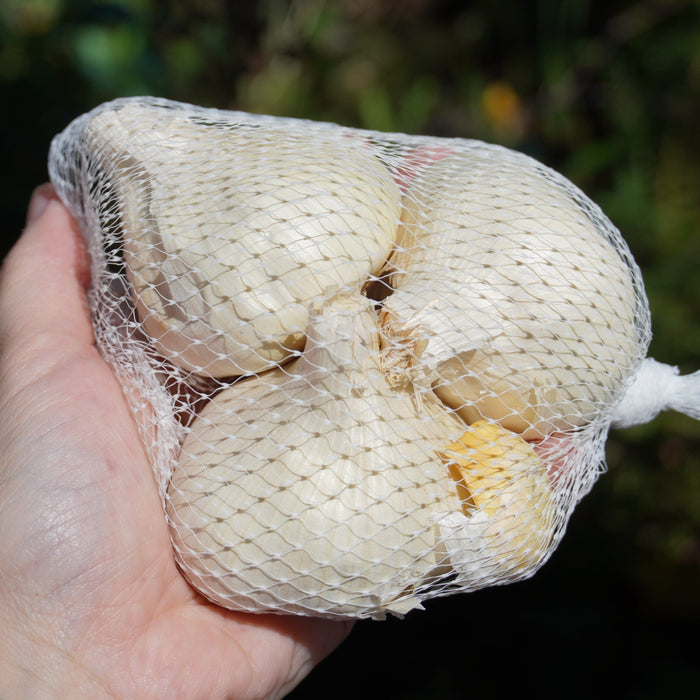 Italian Softneck Garlic - Sow True Seed