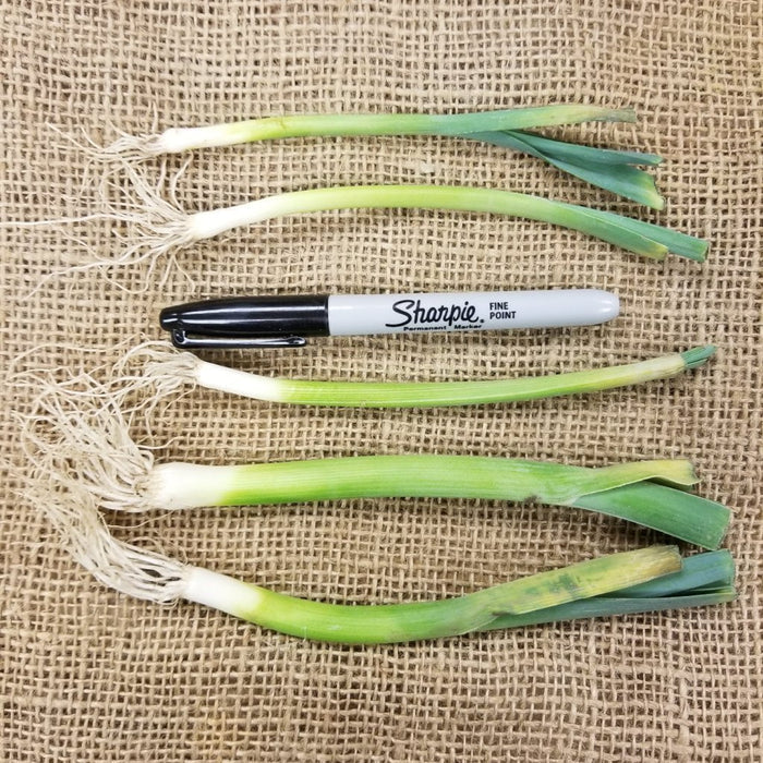Leek Starts - Lancelot - Sow True Seed