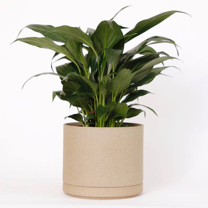Hasami PorcelainLarge Planter and Saucer Set in Natural - Batten Home