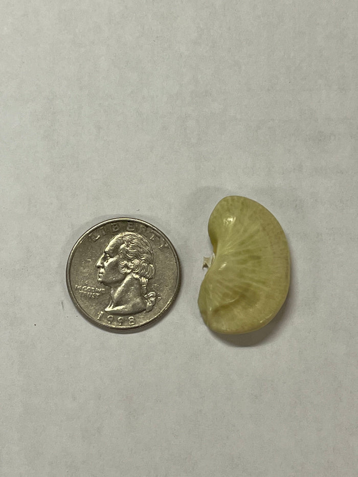 Lima Bean Seeds - Dr. Martin - Sow True Seed