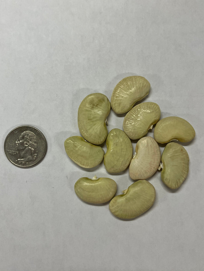 Lima Bean Seeds - Dr. Martin - Sow True Seed