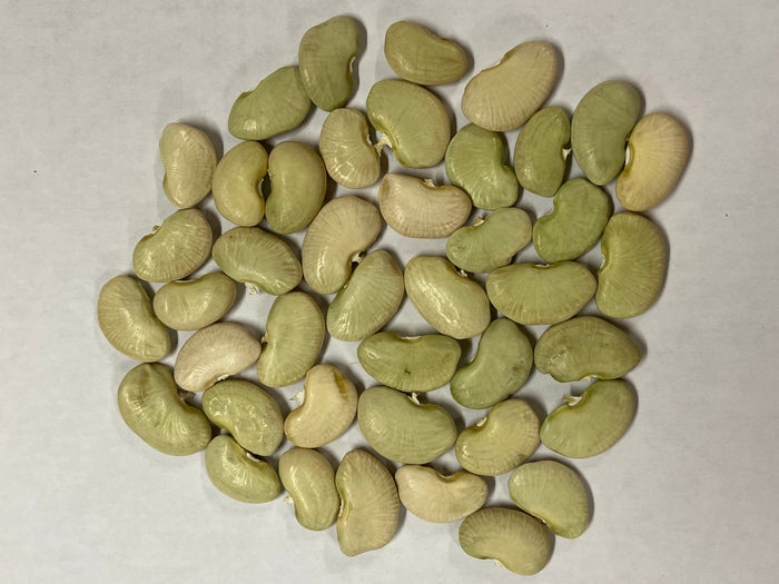 Lima Bean Seeds - Dr. Martin - Sow True Seed