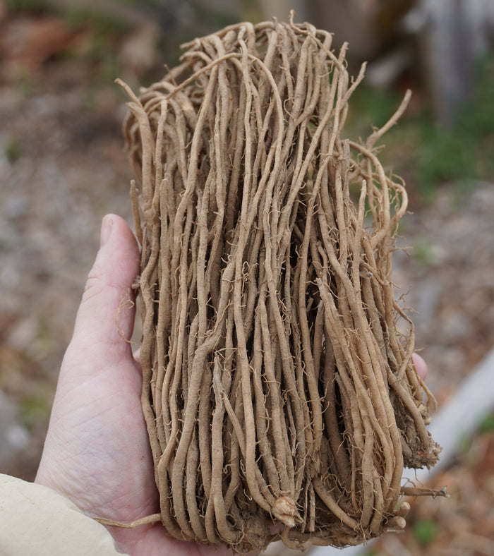 Mary Washington Heirloom Asparagus Crowns - Sow True Seed