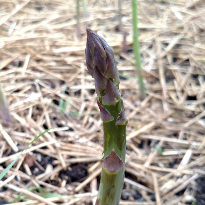Asparagus - Mary Washington CROWNS - Sow True Seed