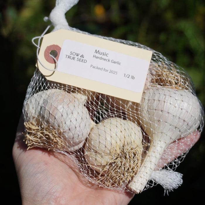 Music Hardneck Garlic - Sow True Seed
