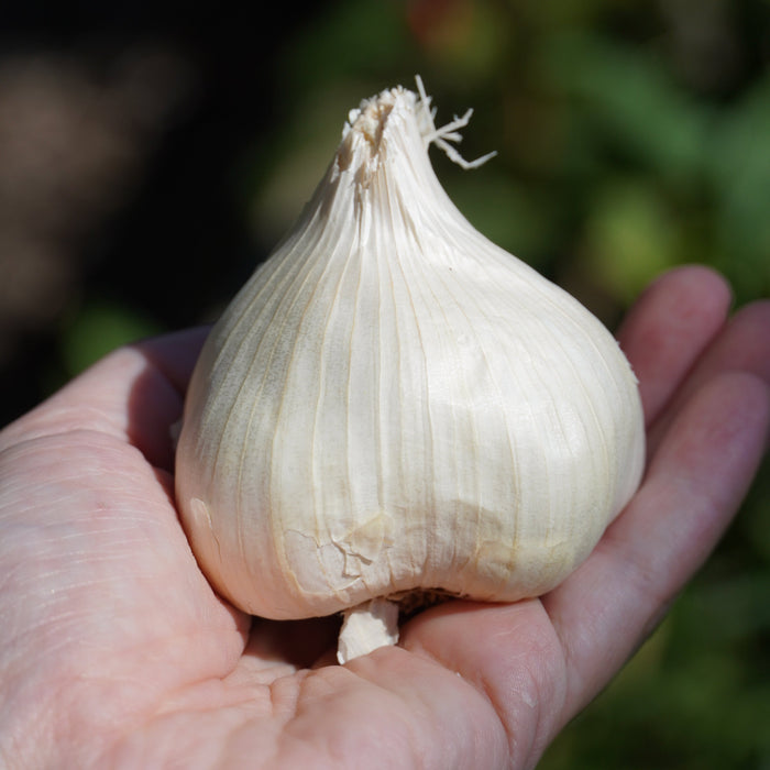 Polish Softneck Garlic - Sow True Seed