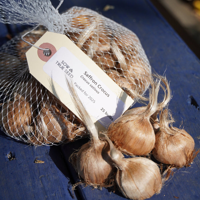 Saffron Crocus Bulbs - Sow True Seed