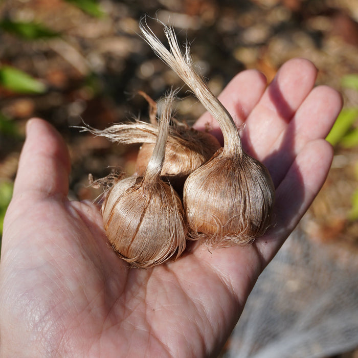 Saffron Crocus Bulbs - Sow True Seed