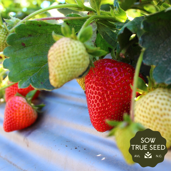 Seascape Strawberry Plants - Sow True Seed