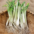 Onion Starts - Texas Early White Heirloom - Sow True Seed