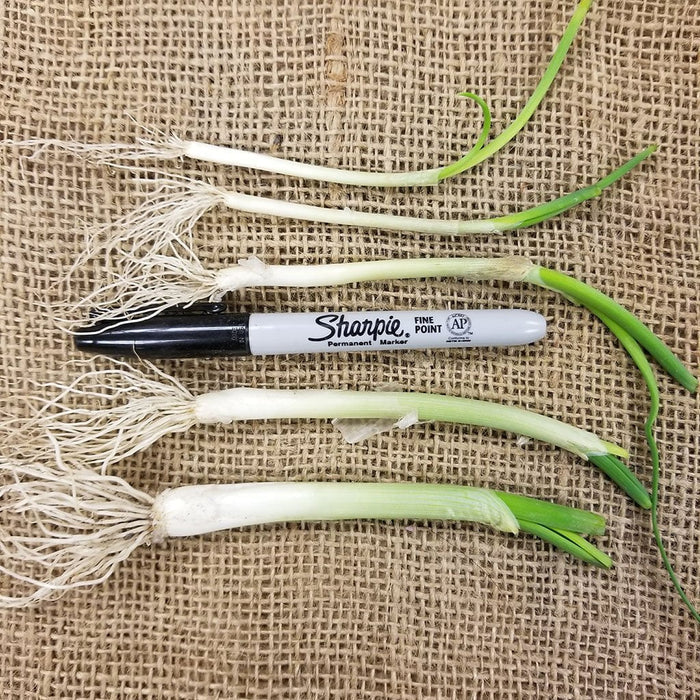 Onion Starts - Texas Early White Heirloom - Sow True Seed