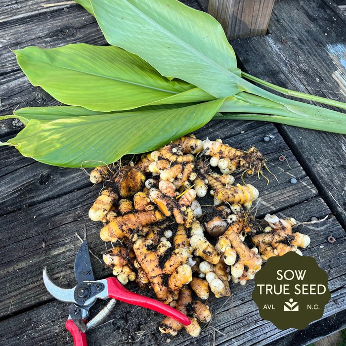 Turmeric Rhizomes - Indira Yellow, 6 oz. - Sow True Seed