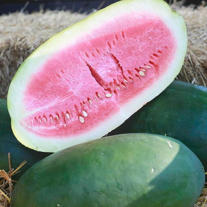 Watermelon - Bradford Family - Sow True Seed