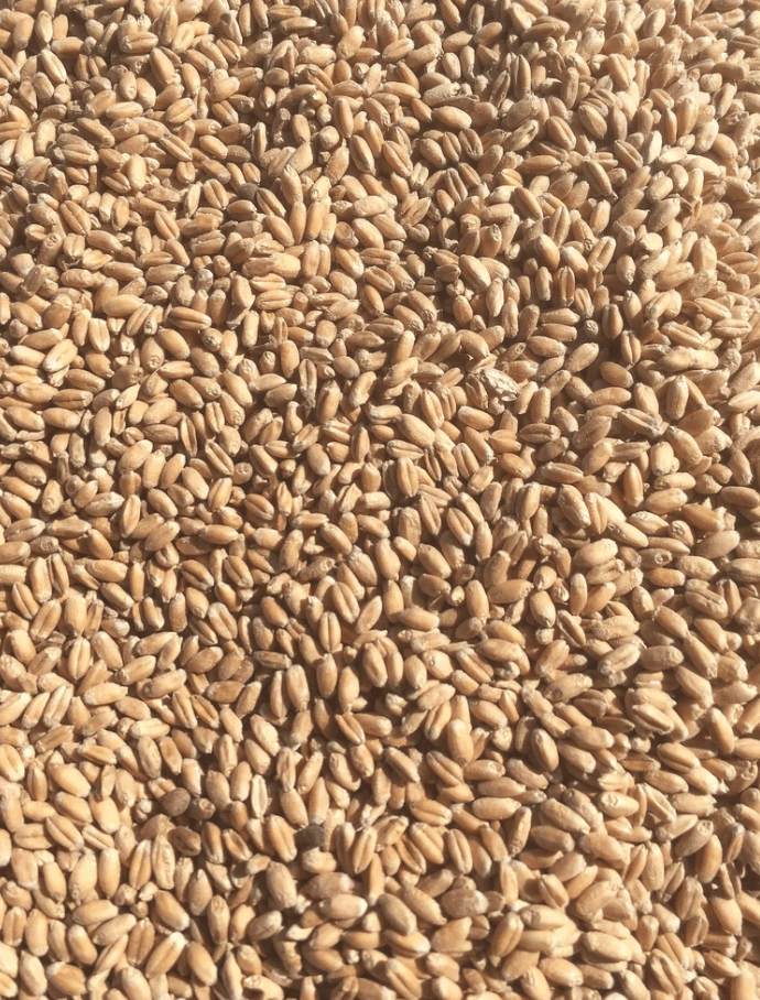 Wheat Seeds - NuEast Red - Sow True Seed